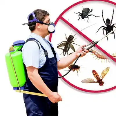 pest control Haverhill